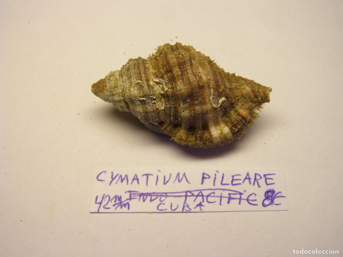 Coleccionismo de moluscos: Caracol snail shell cymatium pileare. Cuba.