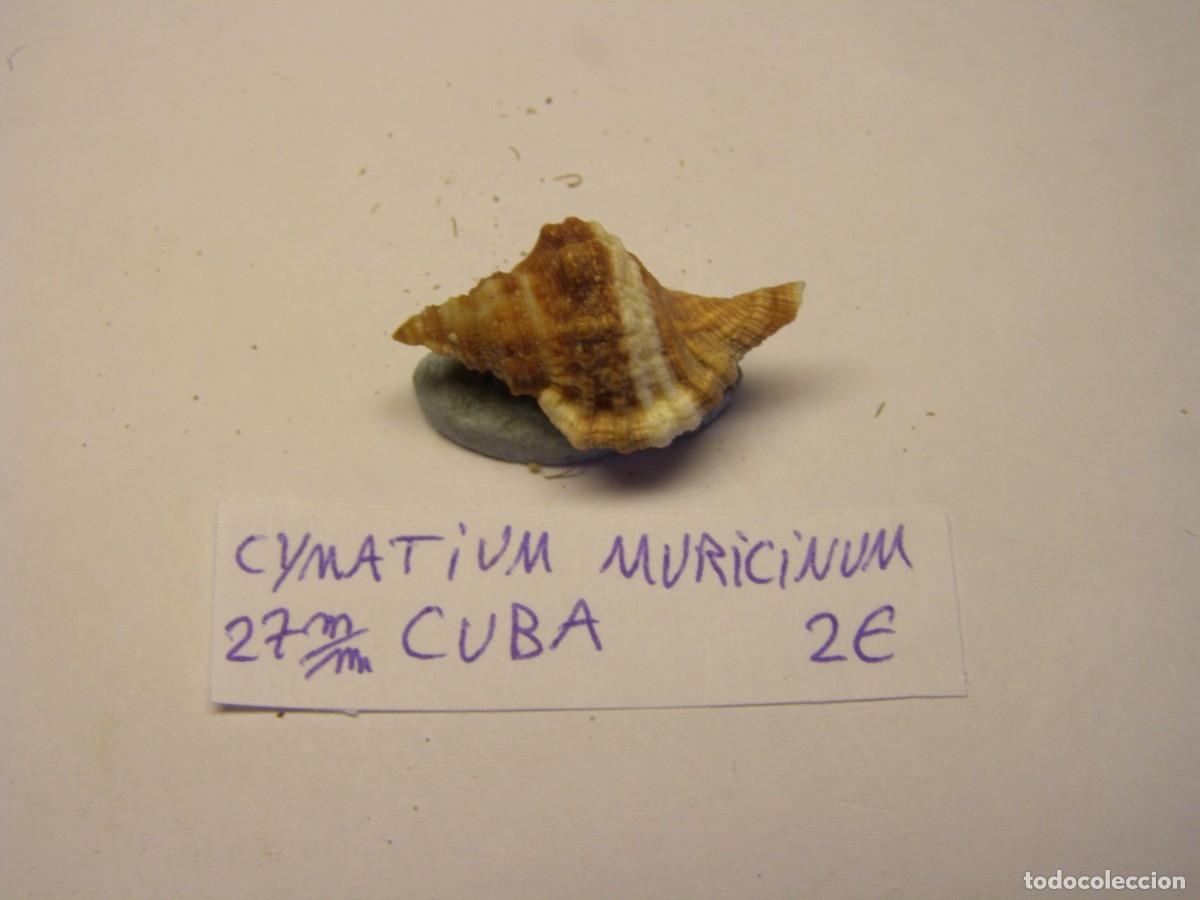 Coleccionismo de moluscos: Caracol snail shell cymatium muricinum. Cuba.