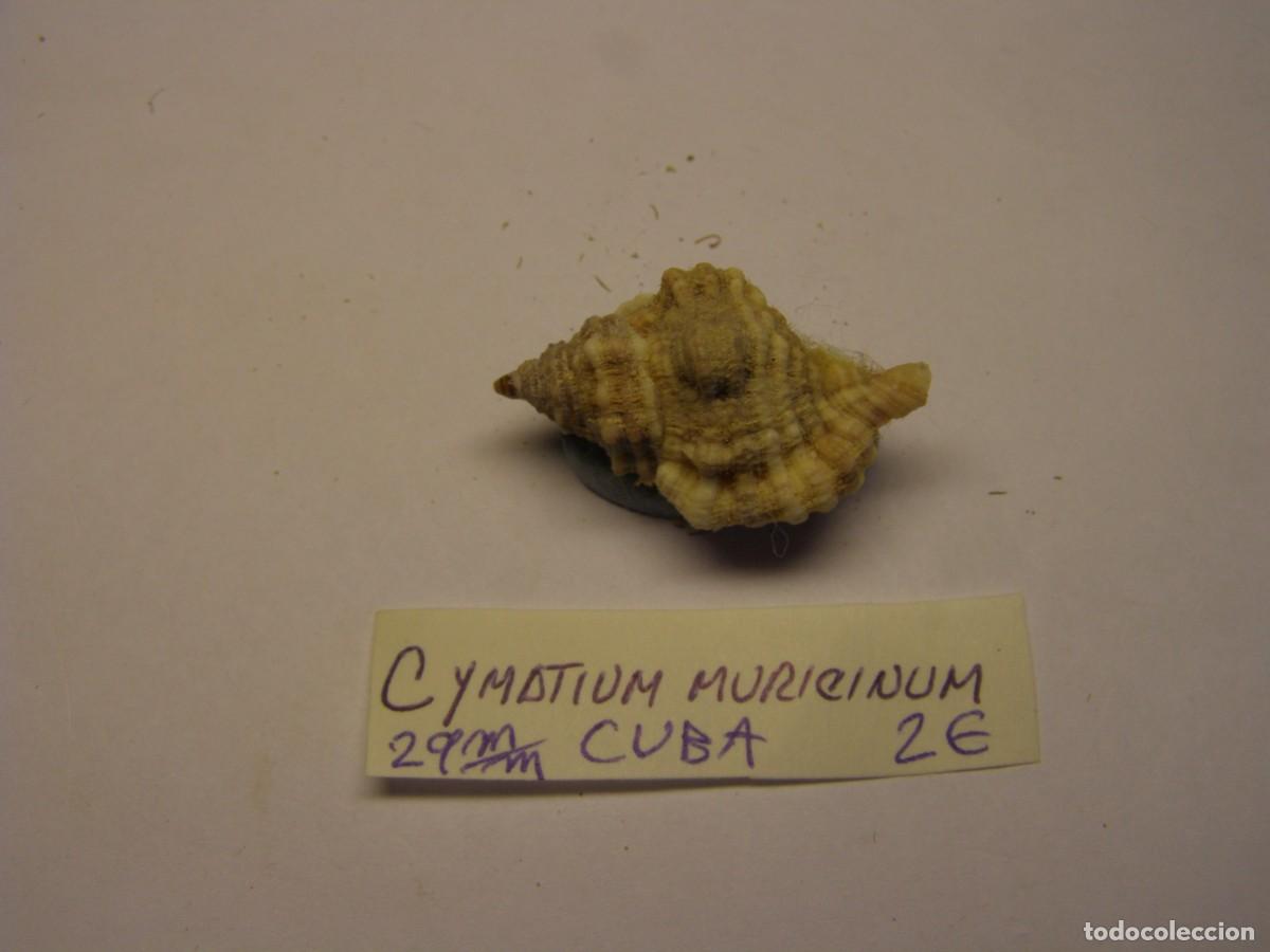 Coleccionismo de moluscos: Caracol snail shell cymatium muricinum. Cuba.