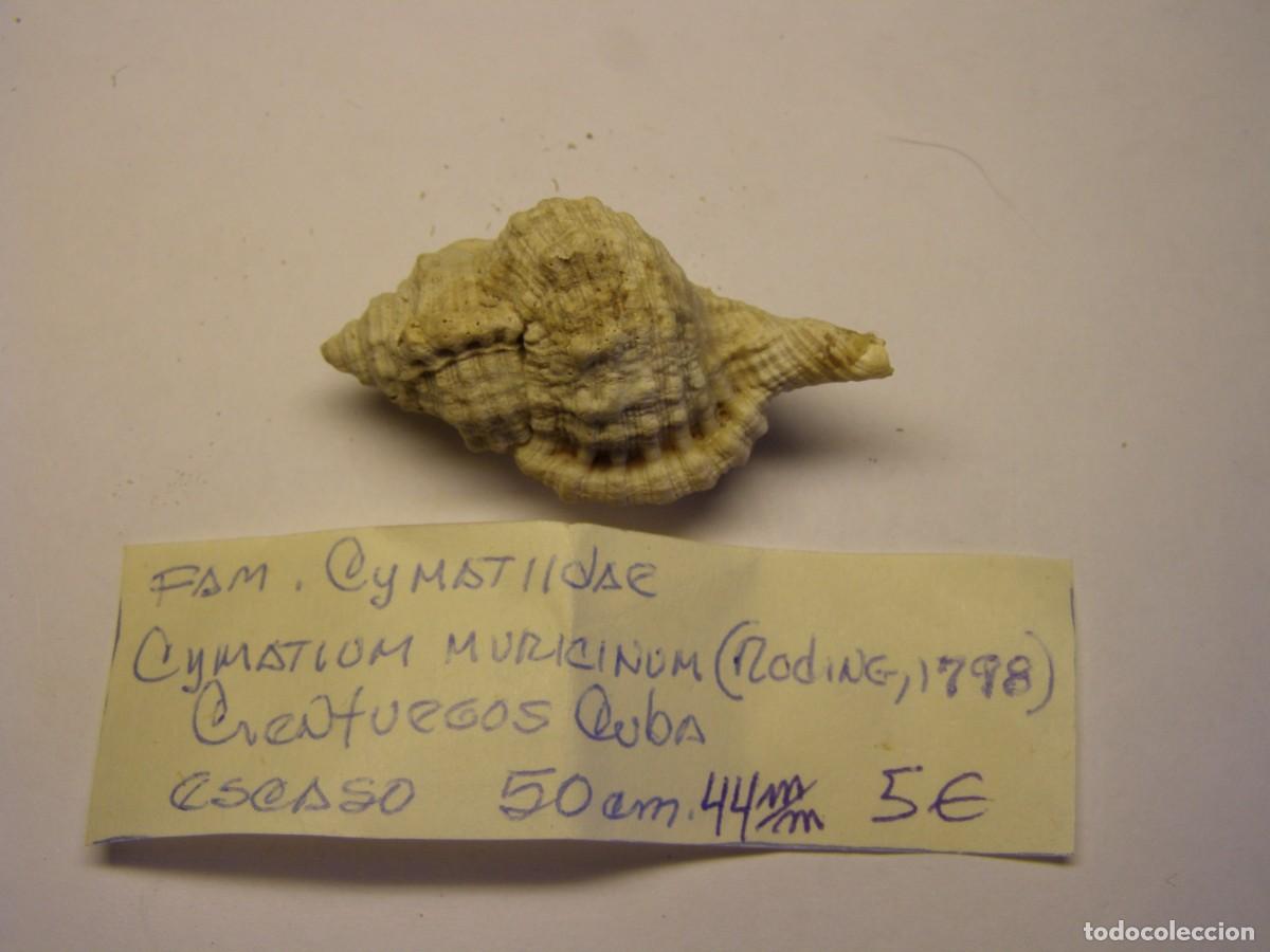 Coleccionismo de moluscos: Caracol snail shell cymatium muricinum. Cuba.