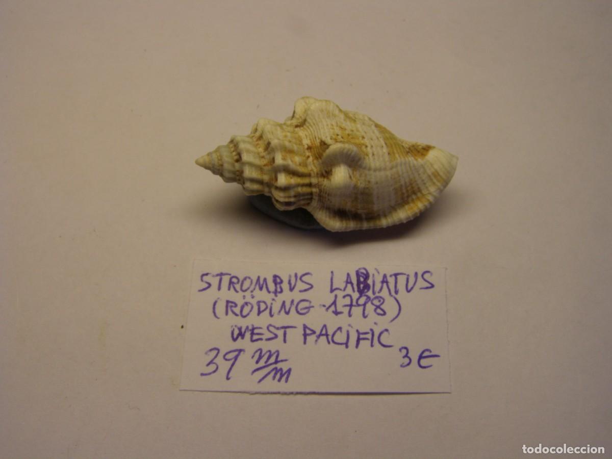 Coleccionismo de moluscos: Caracol snail shell strombus labiatus. West Pac&iacute;fic. - Foto 1
