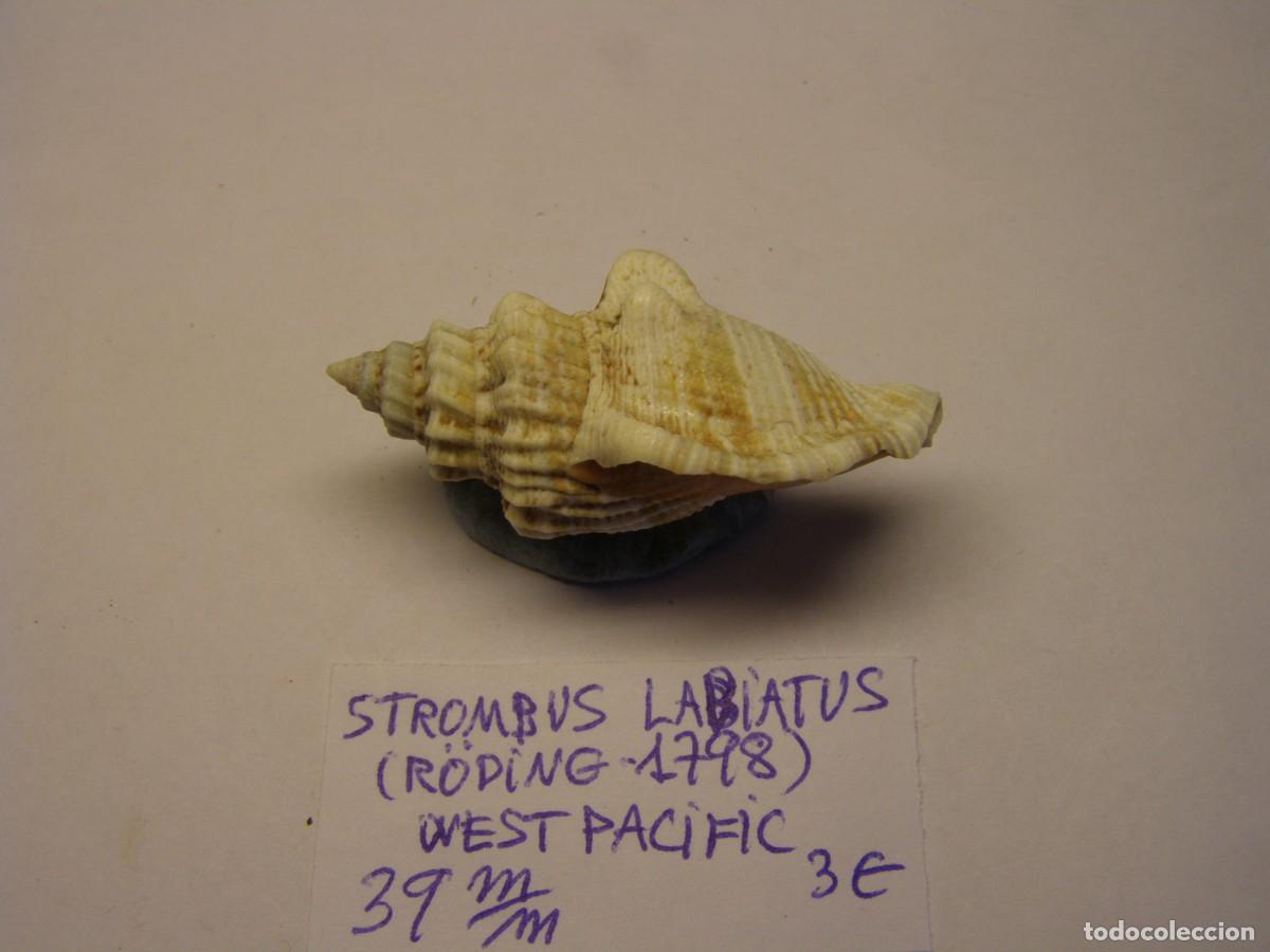 Coleccionismo de moluscos: Caracol snail shell strombus labiatus. West Pac&iacute;fic. - Foto 2