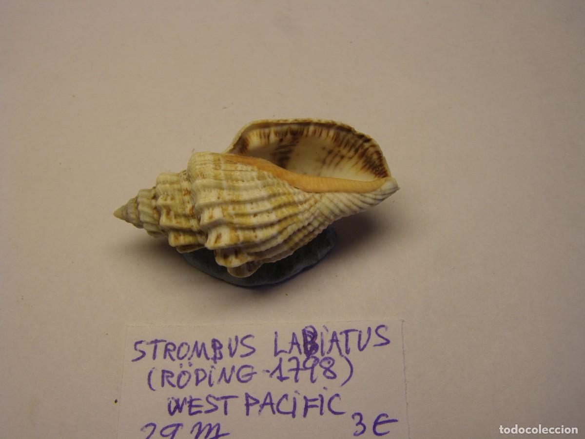 Coleccionismo de moluscos: Caracol snail shell strombus labiatus. West Pac&iacute;fic. - Foto 3