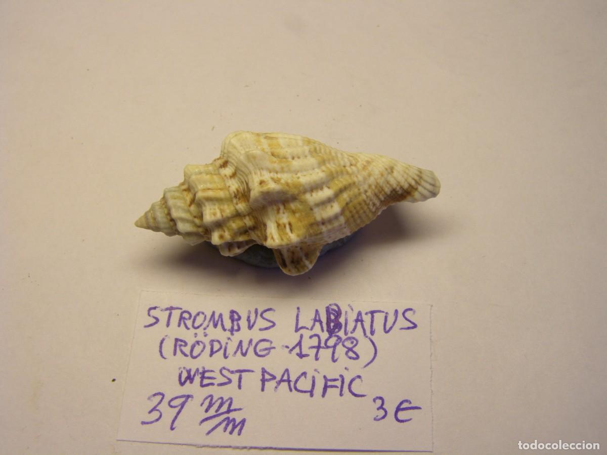 Coleccionismo de moluscos: Caracol snail shell strombus labiatus. West Pac&iacute;fic. - Foto 4