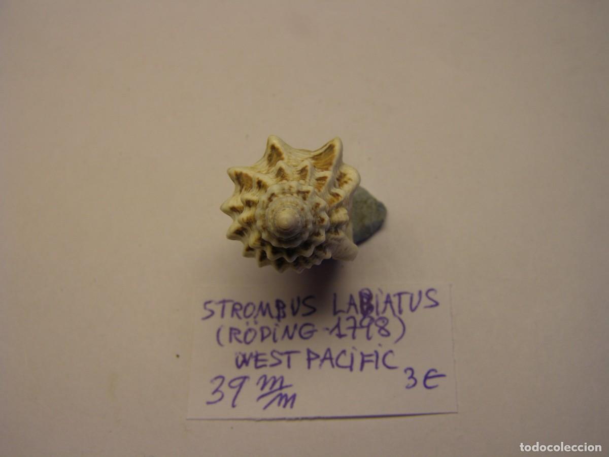 Coleccionismo de moluscos: Caracol snail shell strombus labiatus. West Pac&iacute;fic. - Foto 5
