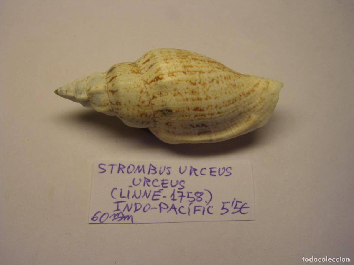 Sammlung von Weichtieren: Caracol snail shell strombus urceus urceus. Indo- Pac&iacute;fic.