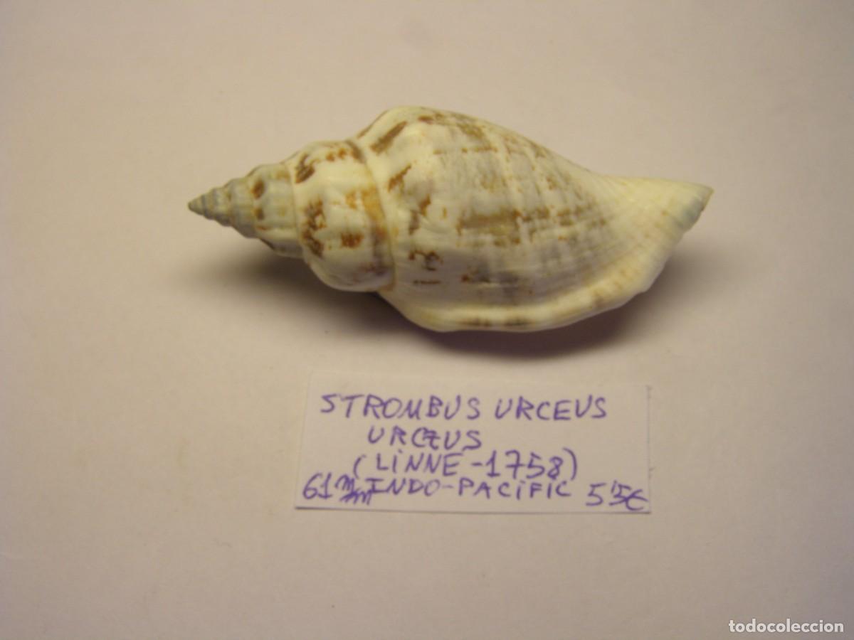 Coleccionismo de moluscos: Caracol snail shell strombus urceus urceus. Indo- Pac&iacute;fic.