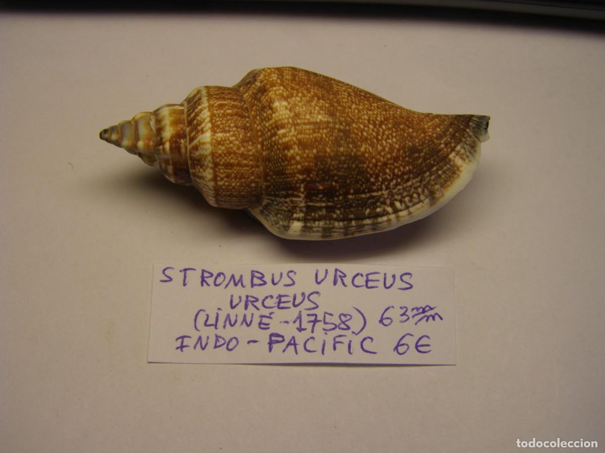 Sammlung von Weichtieren: Caracol snail shell strombus urceus urceus. Indo- Pac&iacute;fic.