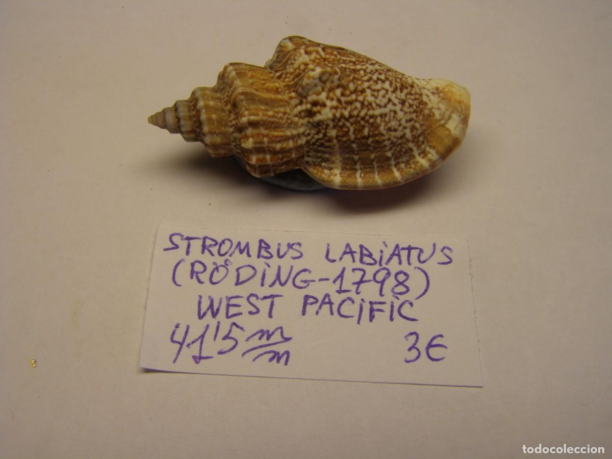 Coleccionismo de moluscos: Caracol snail shell strombus labiatus. West- Pac&iacute;fic. - Foto 1