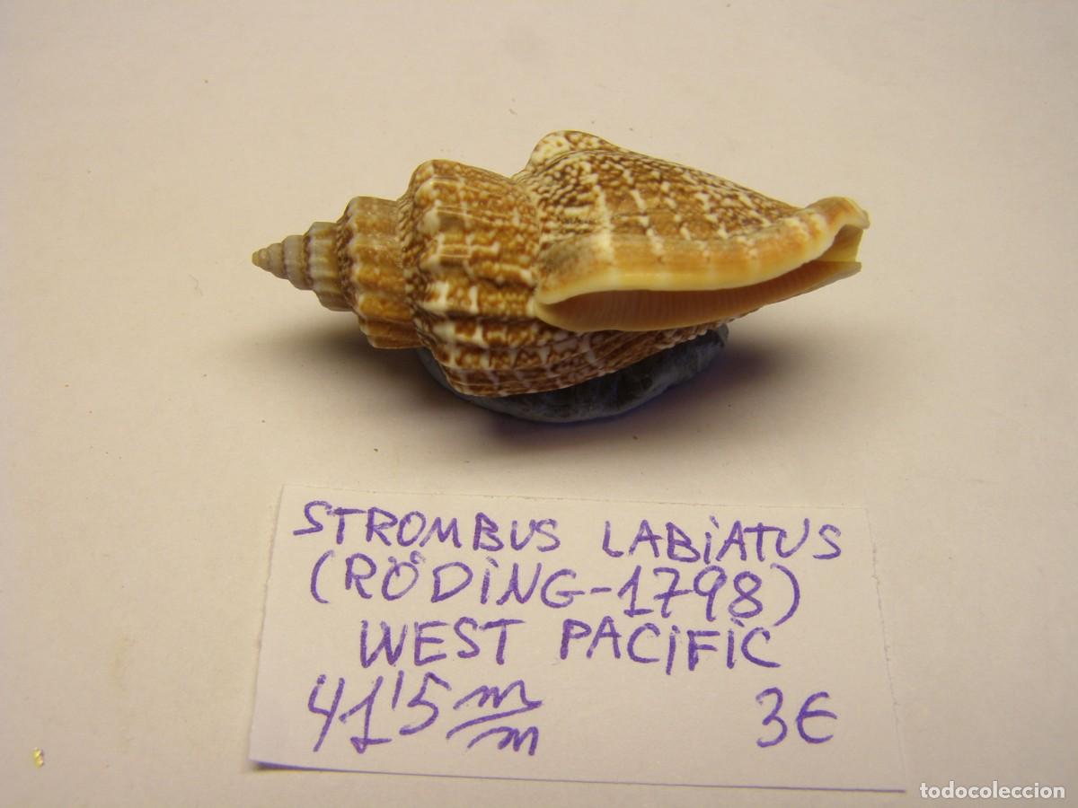 Coleccionismo de moluscos: Caracol snail shell strombus labiatus. West- Pac&iacute;fic. - Foto 2