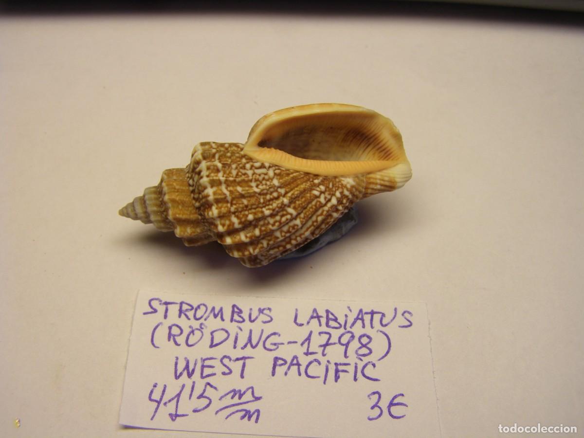 Coleccionismo de moluscos: Caracol snail shell strombus labiatus. West- Pac&iacute;fic. - Foto 3