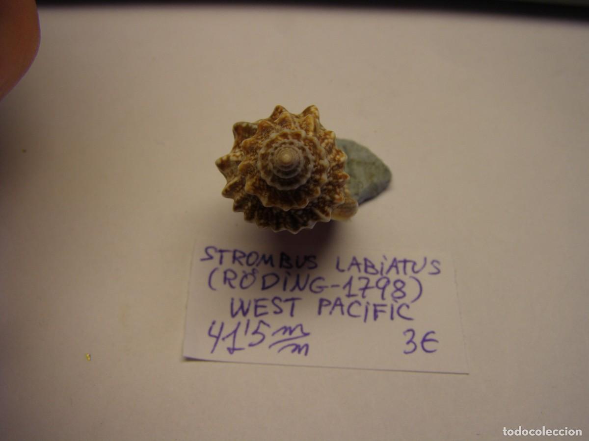 Coleccionismo de moluscos: Caracol snail shell strombus labiatus. West- Pac&iacute;fic. - Foto 4