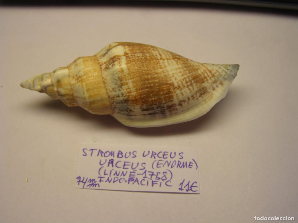 Sammlung von Weichtieren: Caracol snail shell strombus urceus urceus. Indo - Pac&iacute;fic. Enorme.