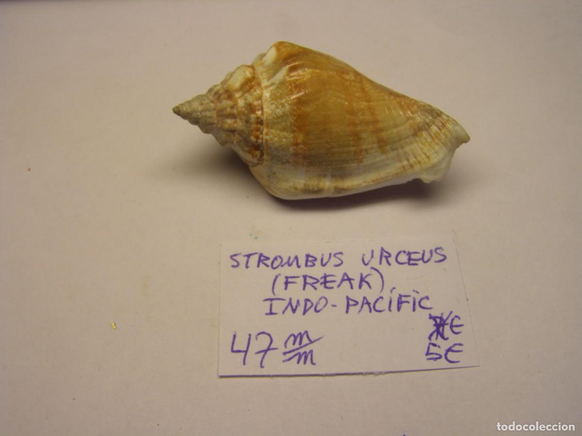 Sammlung von Weichtieren: Caracol snail shell strombus urceus urceus. Indo - Pac&iacute;fic. Freak.