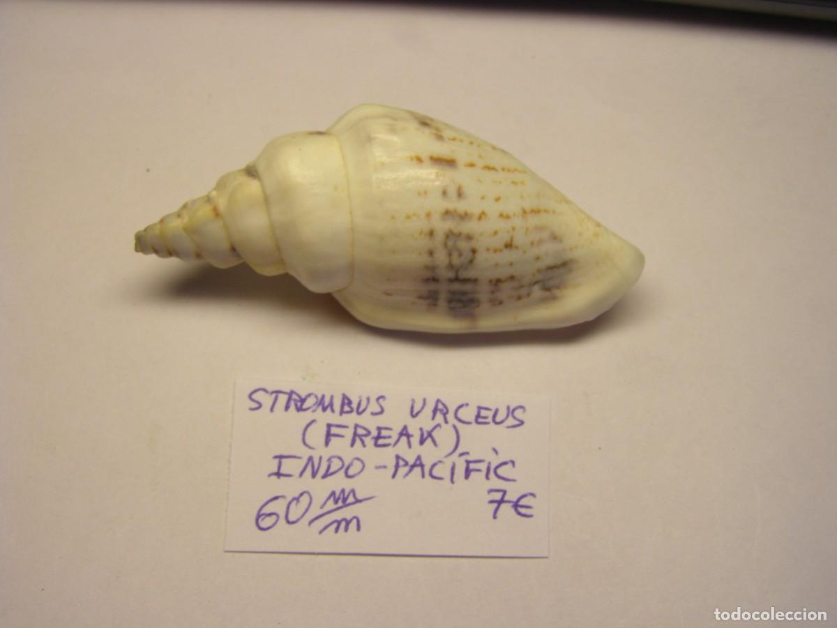 Sammlung von Weichtieren: Caracol snail shell strombus urceus urceus. Indo - Pac&iacute;fic. Freak.