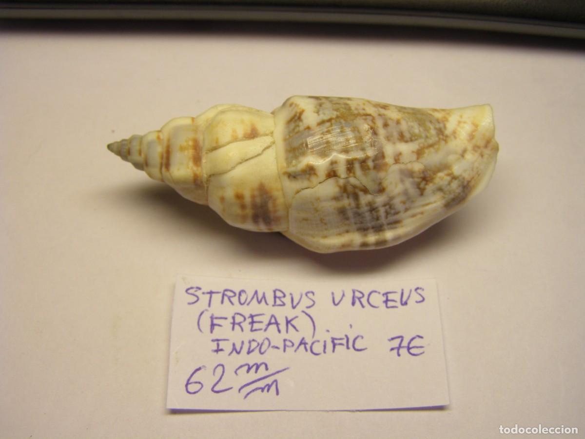 Sammlung von Weichtieren: Caracol snail shell strombus urceus urceus. Indo - Pac&iacute;fic. Freak.