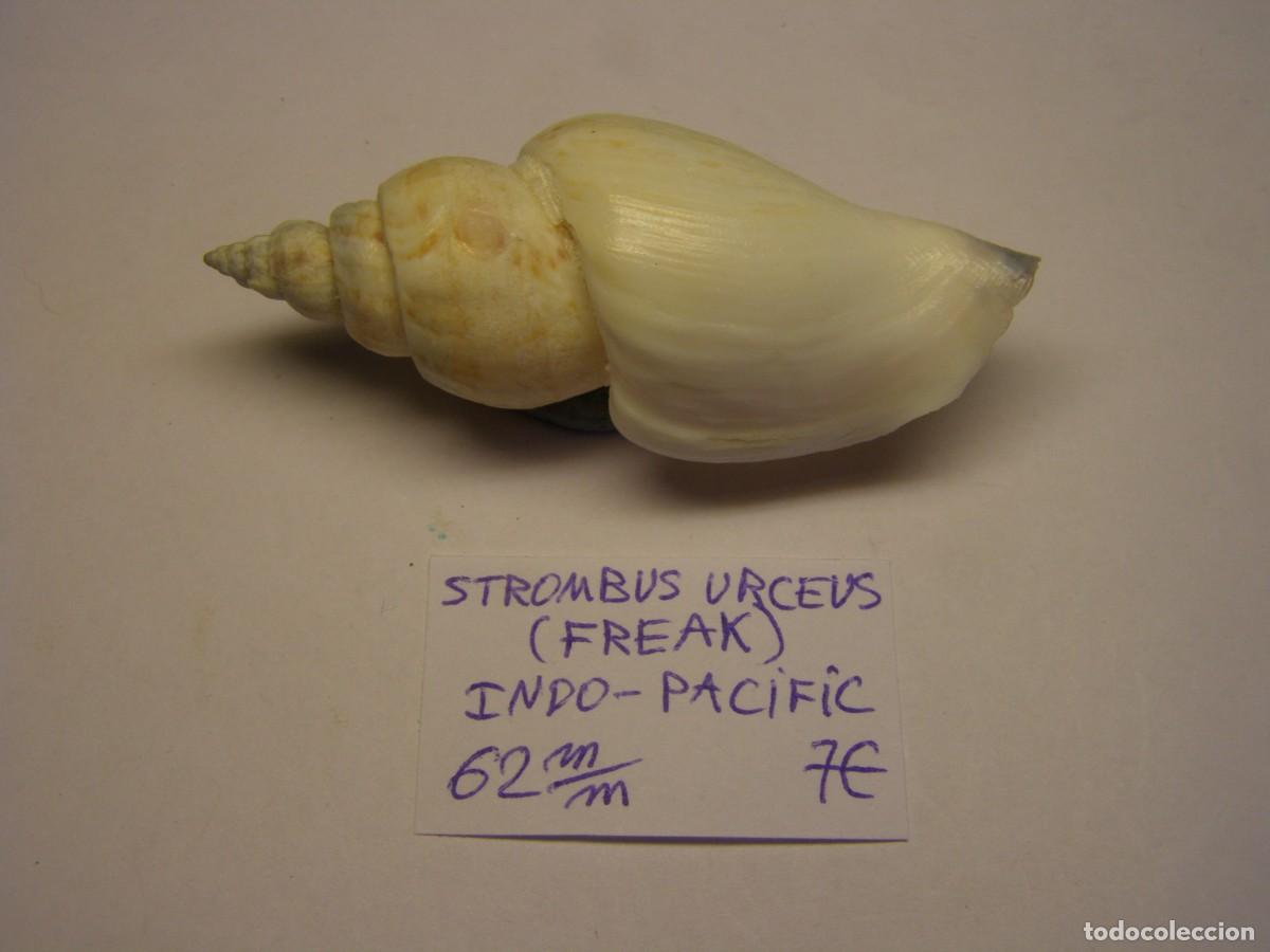 Sammlung von Weichtieren: Caracol snail shell strombus urceus urceus. Indo - Pac&iacute;fic. Freak.