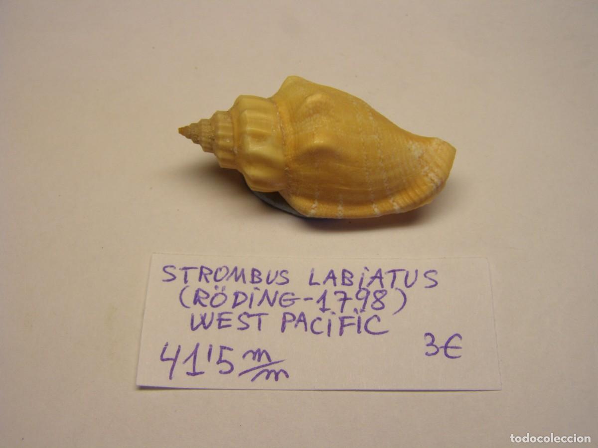 Coleccionismo de moluscos: Caracol snail shell strombus labiatus. West - Pac&iacute;fic. - Foto 1