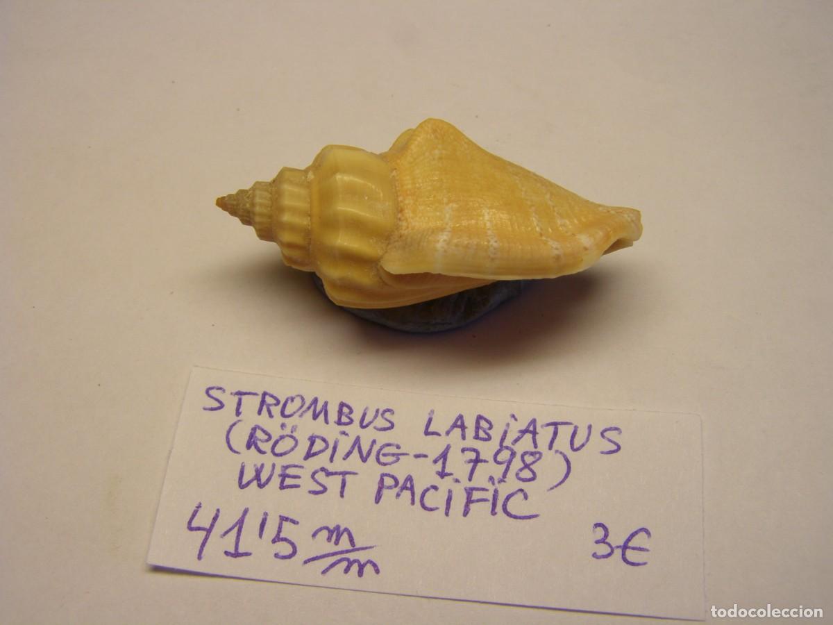 Coleccionismo de moluscos: Caracol snail shell strombus labiatus. West - Pac&iacute;fic. - Foto 2