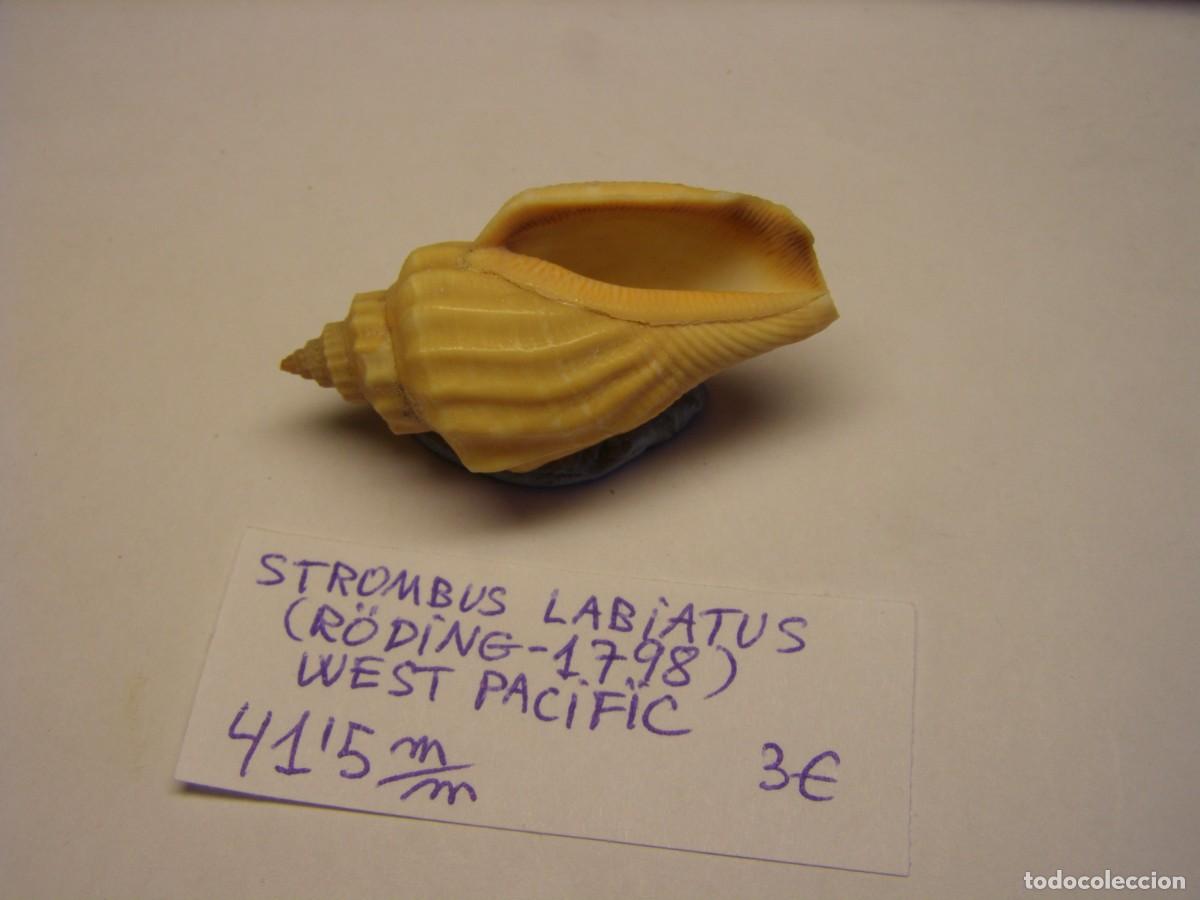 Coleccionismo de moluscos: Caracol snail shell strombus labiatus. West - Pac&iacute;fic. - Foto 3
