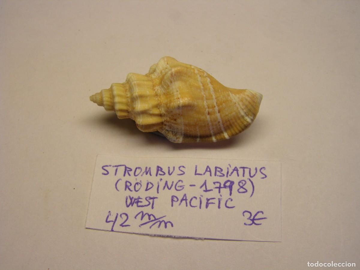 Coleccionismo de moluscos: Caracol snail shell strombus labiatus. West - Pac&iacute;fic. - Foto 1