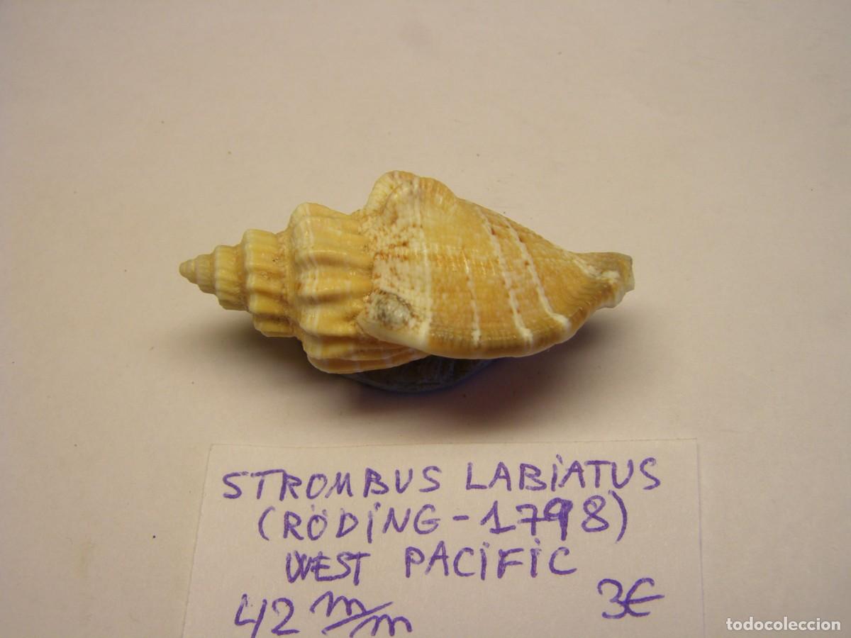 Coleccionismo de moluscos: Caracol snail shell strombus labiatus. West - Pac&iacute;fic. - Foto 2