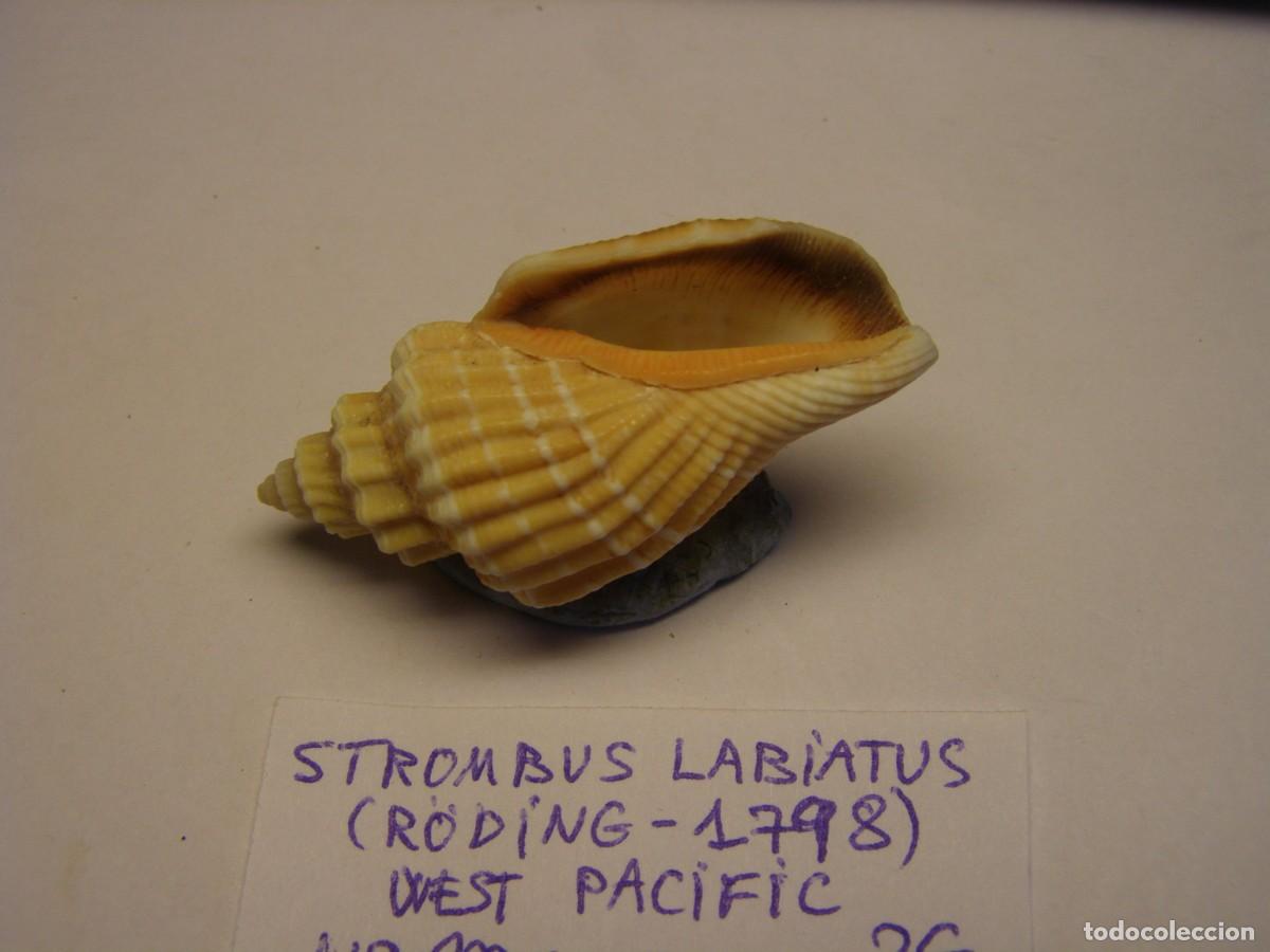 Coleccionismo de moluscos: Caracol snail shell strombus labiatus. West - Pac&iacute;fic. - Foto 3