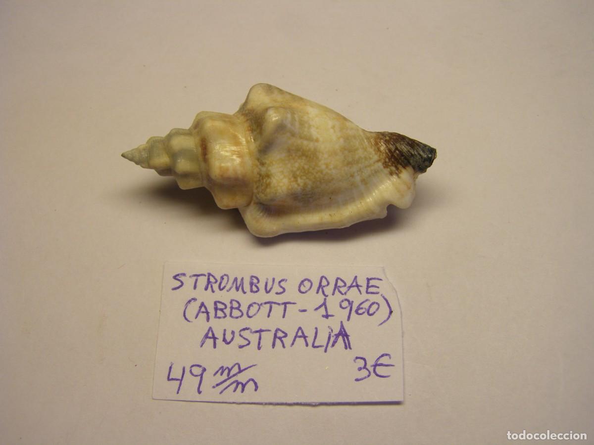Coleccionismo de moluscos: Caracol snail shell strombus orrae. Australia.
