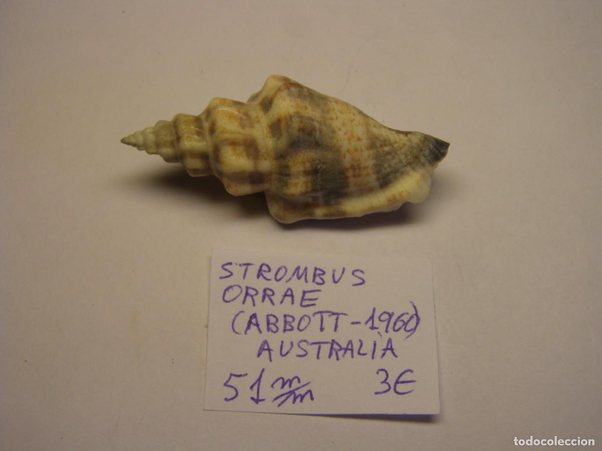 Coleccionismo de moluscos: Caracol snail shell strombus orrae. Australia.