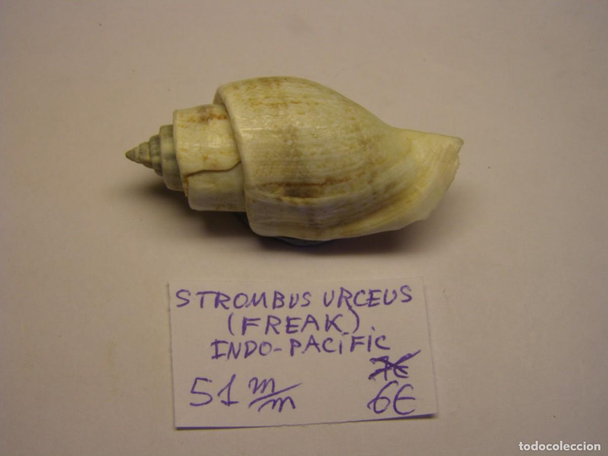 Coleccionismo de moluscos: Caracol snail shell strombus urceus. Indo Pacific. Freak.