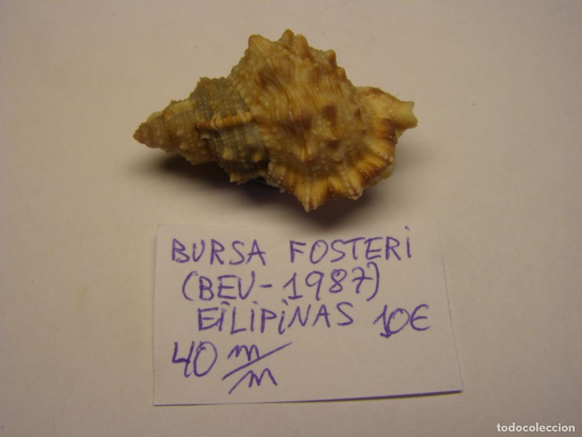 Coleccionismo de moluscos: Caracol snail shell bursa fosteri. Filipinas.
