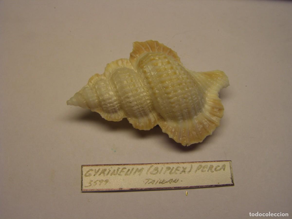 Sammlung von Weichtieren: Caracol snail shell biplex perca. Taiwan.