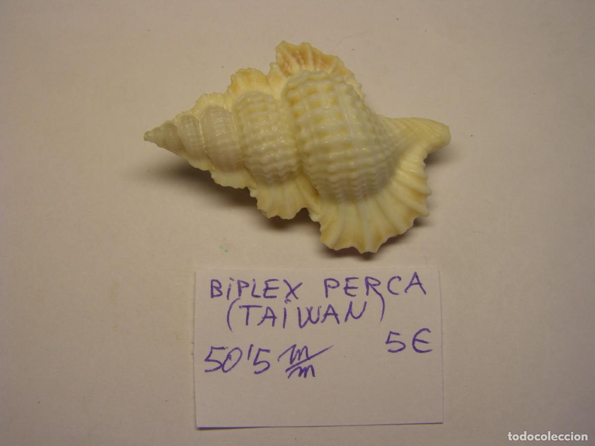 Coleccionismo de moluscos: Caracol snail shell biplex perca. Taiwan. - Foto 1