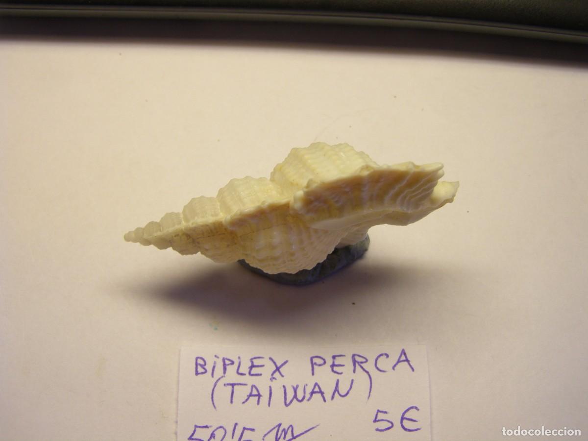 Coleccionismo de moluscos: Caracol snail shell biplex perca. Taiwan. - Foto 2