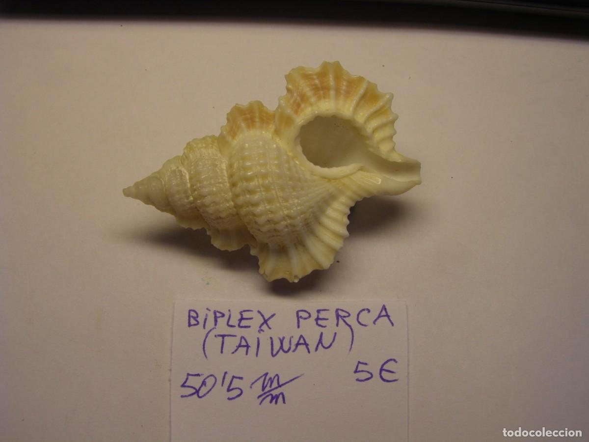 Coleccionismo de moluscos: Caracol snail shell biplex perca. Taiwan. - Foto 3