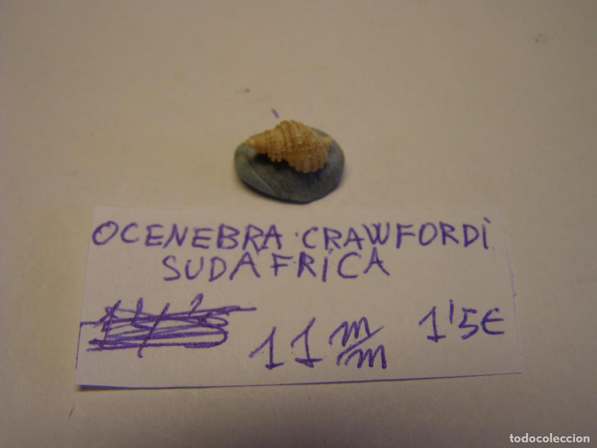 Coleccionismo de moluscos: Caracol snail shell ocenebra krawfordi. Sud&aacute;frica.