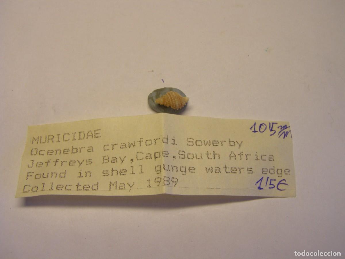 Coleccionismo de moluscos: Caracol snail shell ocenebra krawfordi. Sud&aacute;frica.