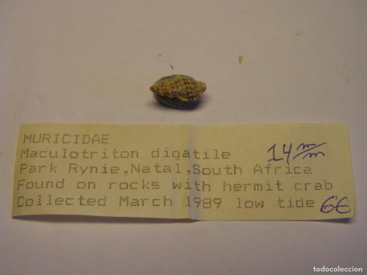 Coleccionismo de moluscos: Caracol snail shell maculotriton digatile. Sud&aacute;frica.