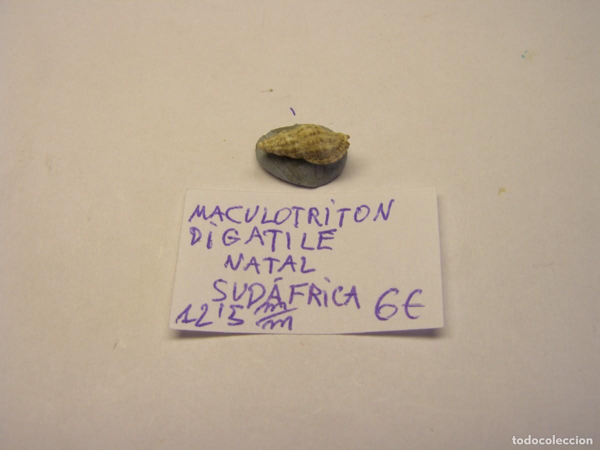 Coleccionismo de moluscos: Caracol snail shell maculotriton digatile. Sud&aacute;frica.