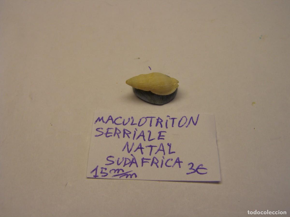 Coleccionismo de moluscos: Caracol snail shell maculotriton serriale. Sud&aacute;frica.