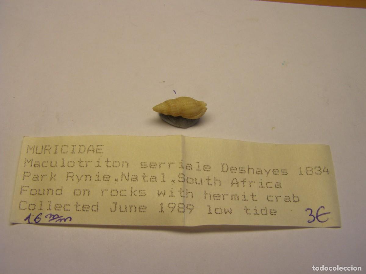 Coleccionismo de moluscos: Caracol snail shell maculotriton serriale. Sud&aacute;frica.