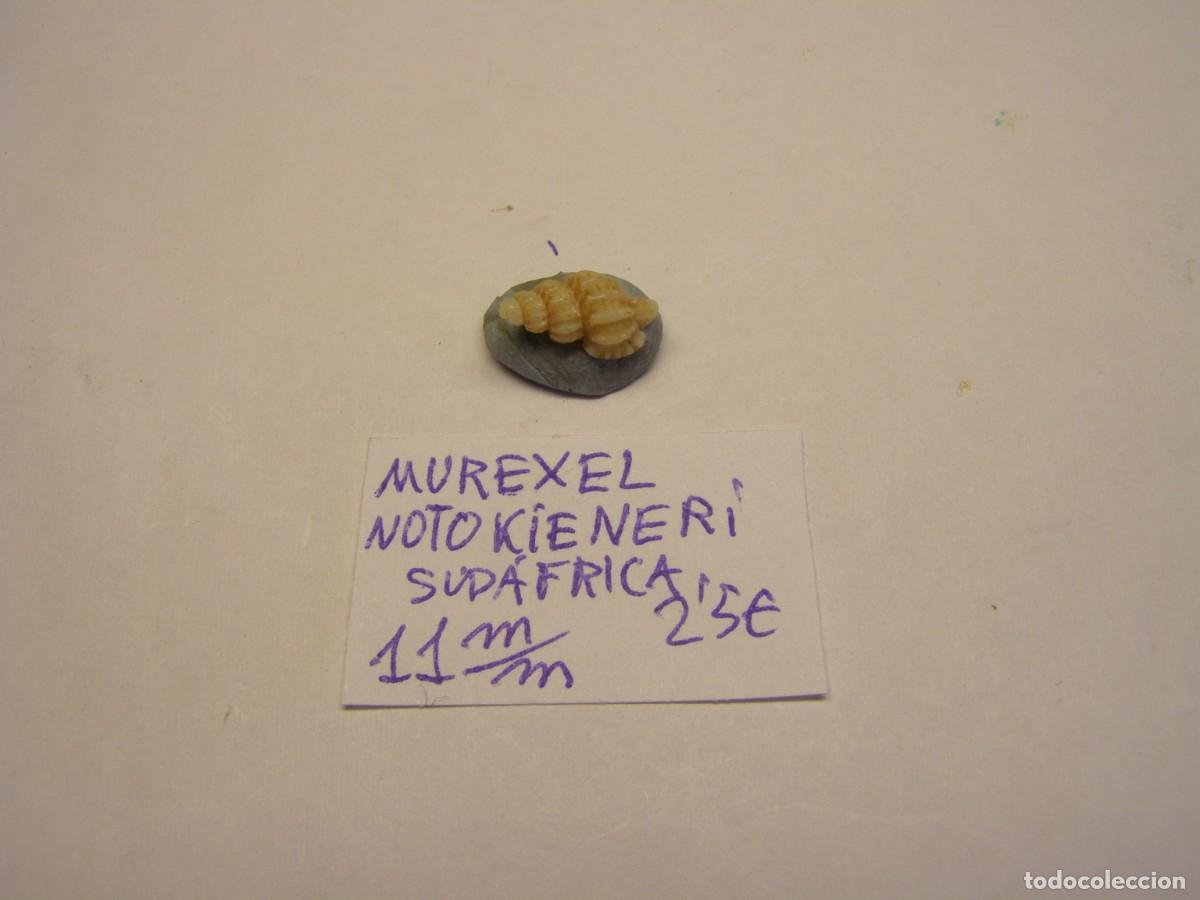 Colecionismo de moluscos: Caracol snail shell murexel notokieneri. Sud&aacute;frica.
