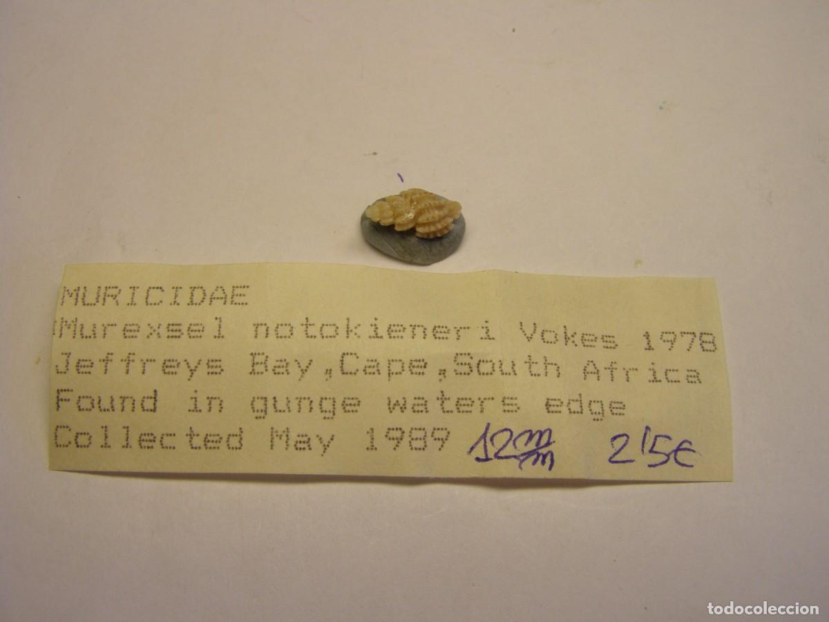 Colecionismo de moluscos: Caracol snail shell murexel notokieneri. Sud&aacute;frica.