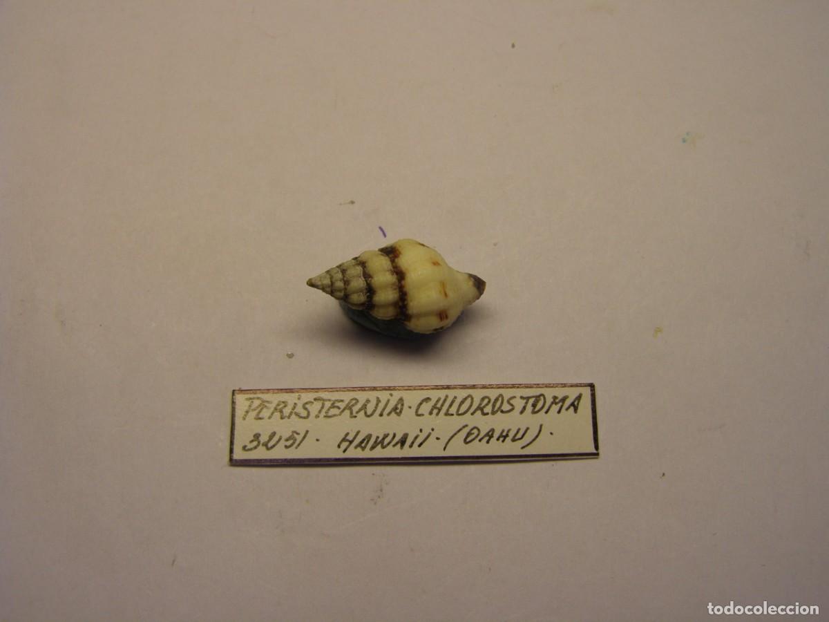 Colecionismo de moluscos: Caracol snail shell peristernia chlorostoma. Hawai.