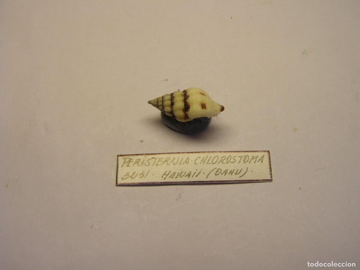 Coleccionismo de moluscos: Caracol snail shell peristernia chlorostoma. Hawai. - Foto 2