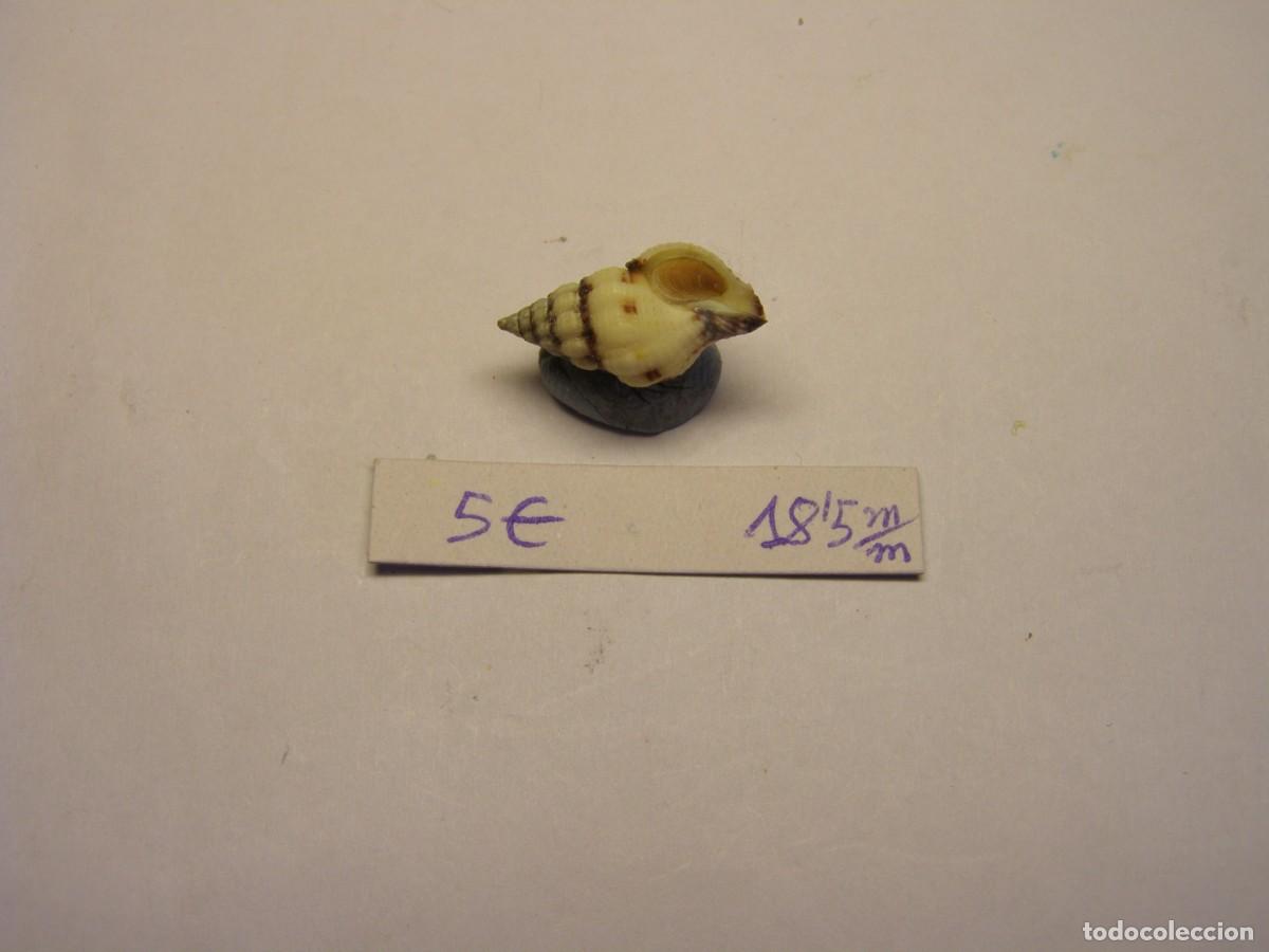 Coleccionismo de moluscos: Caracol snail shell peristernia chlorostoma. Hawai. - Foto 3