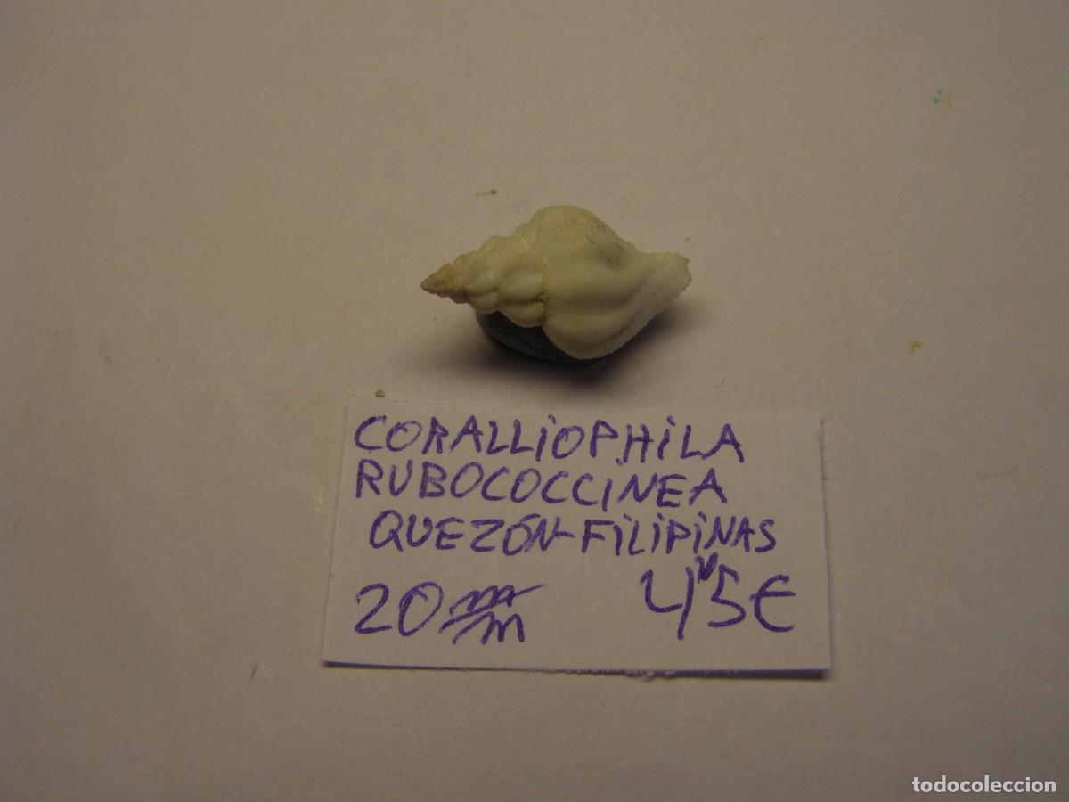 Collezionismo di molluschi: Caracol snail shell coralliophila rubococcinea. Filipinas.