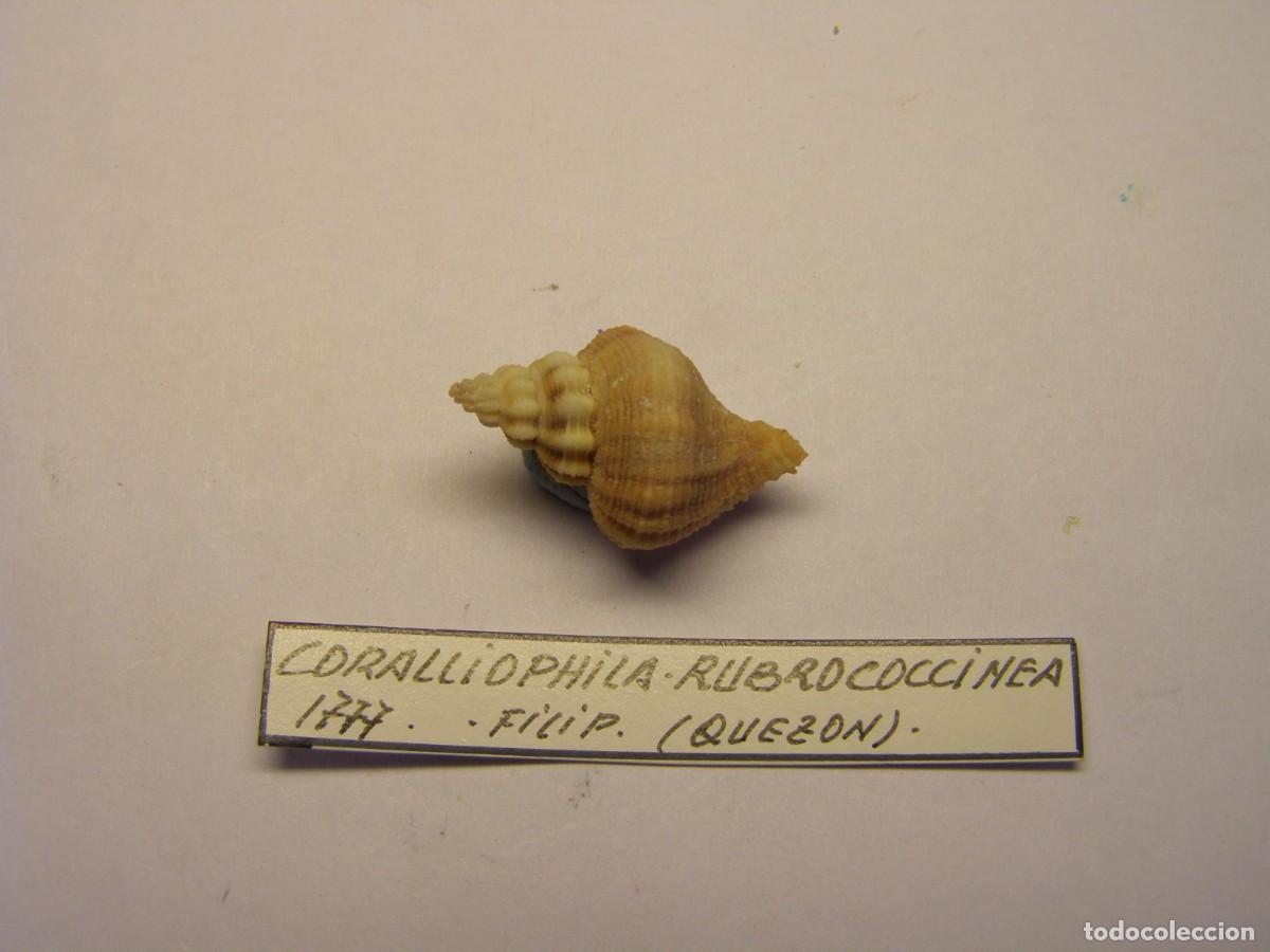 Colecionismo de moluscos: Caracol snail shell coralliophila rubococcinea. Filipinas.