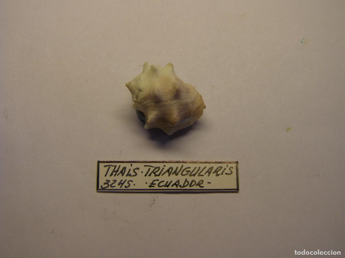 Colecionismo de moluscos: Caracol snail shell thais triangularis. Ecuador.