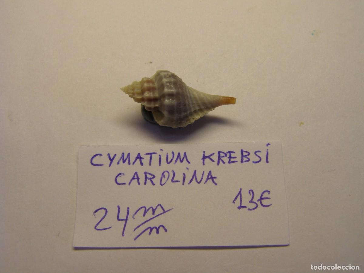 Colecionismo de moluscos: Caracol snail shell cymatium krebsi. Carolina.